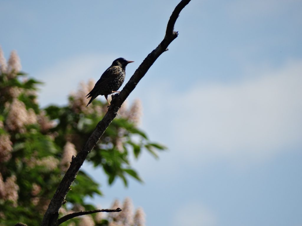oiseau